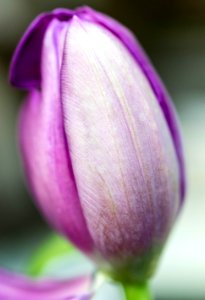 Selective Focus Photography Of Purple Petaled Flower photo