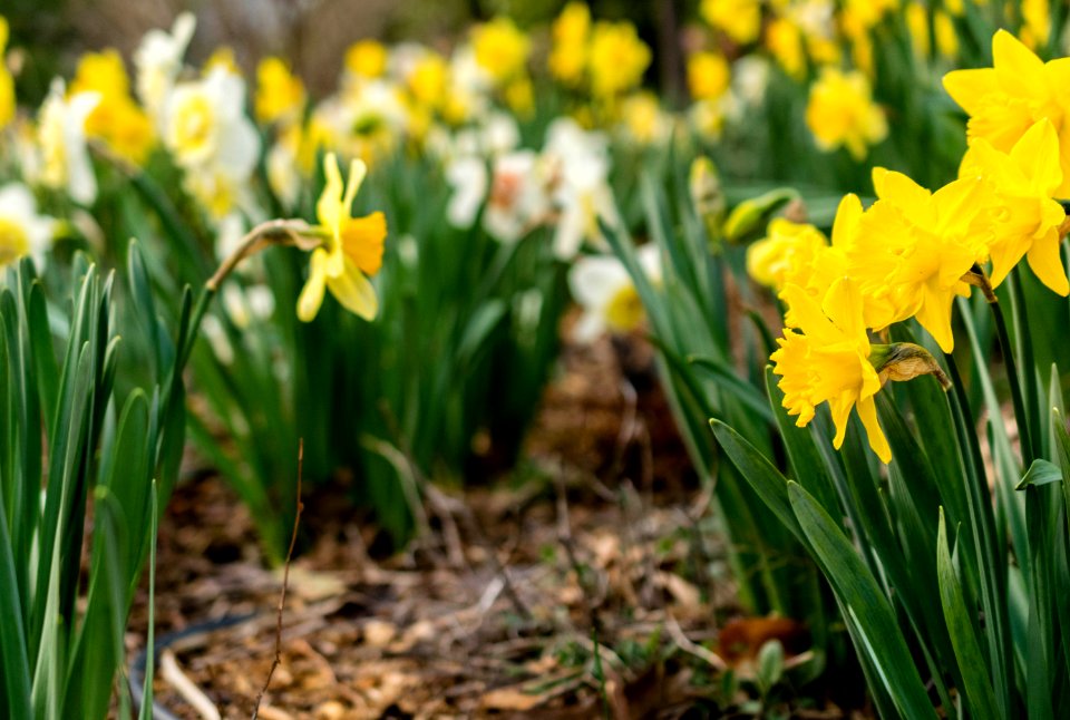 Yellow Cluster Petaled Flowers