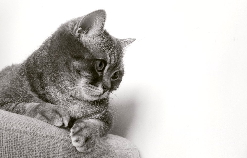 Cat On Chair Staring On Wall
