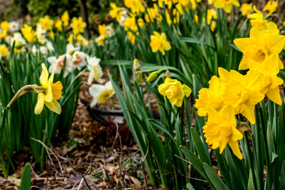 Field Of Yellow Daffodils