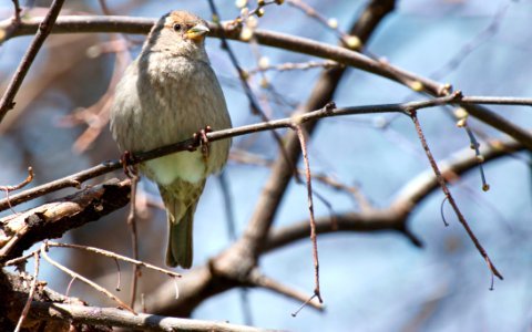 Close-up Photography Of Gray Bird Perching On Twig photo