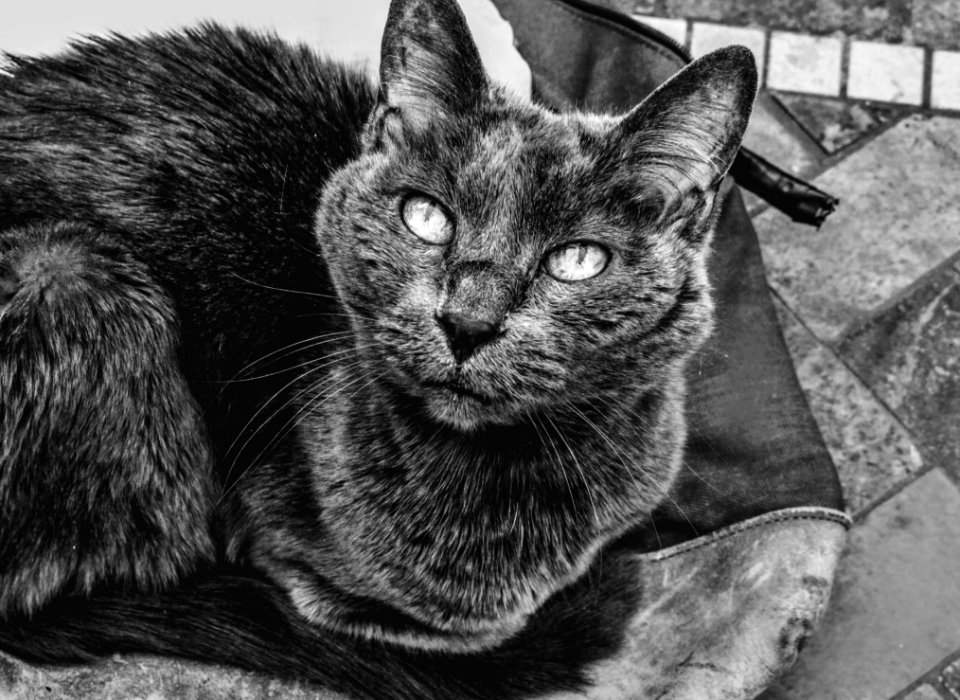 Grayscale Photography Of Cat