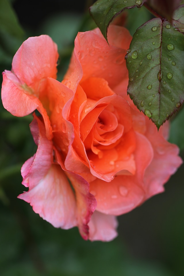 Pink nature pink flower