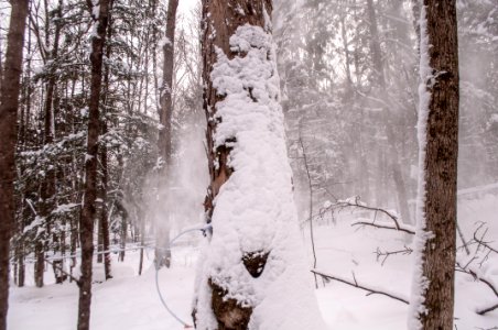 Trees Covered With Snows At Daytime photo