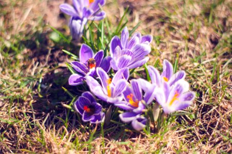 Close-up Photo Of Purple Saffron Crocus photo