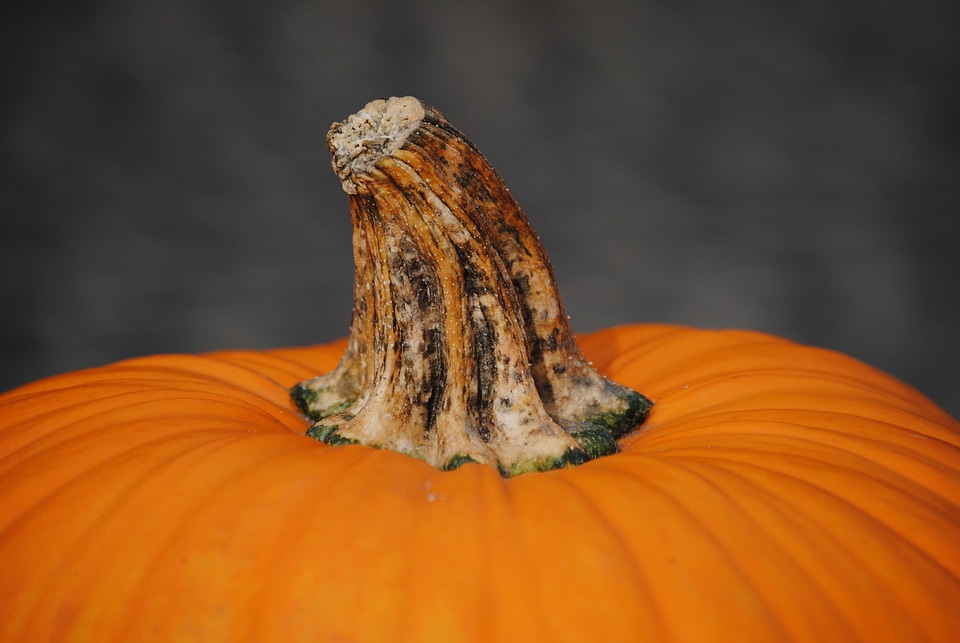 Pumpkin autumn orange