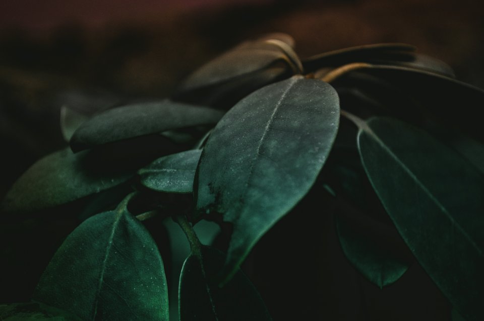 Green Leaf Plant Closeup Photography