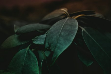 Green Leaf Plant Closeup Photography