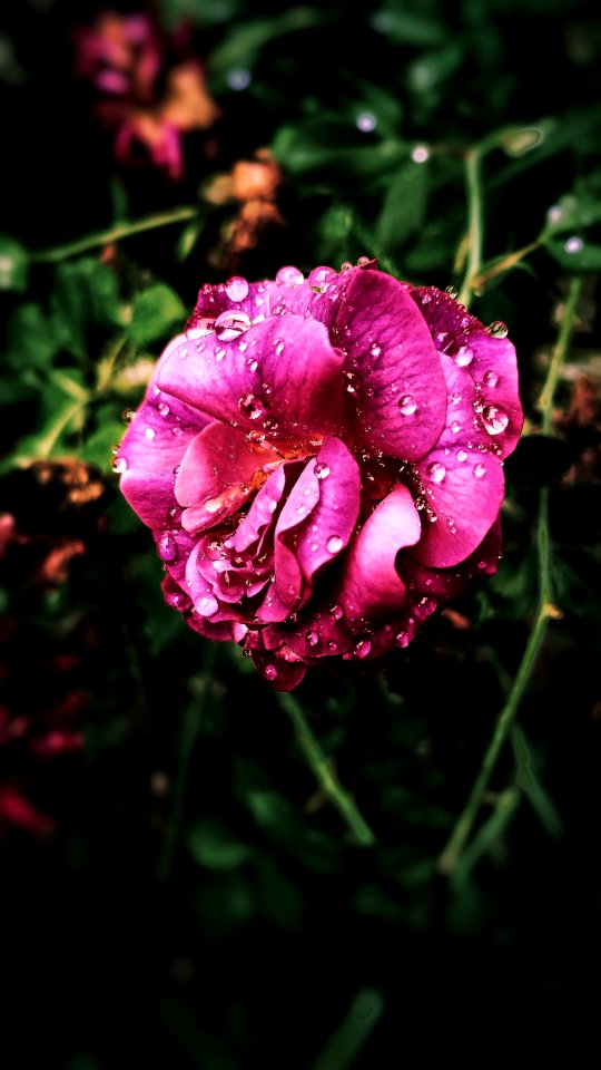 Pink Petaled Flower In Close-up Photography