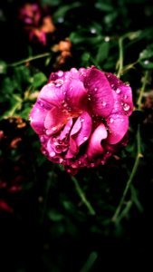 Pink Petaled Flower In Close-up Photography photo