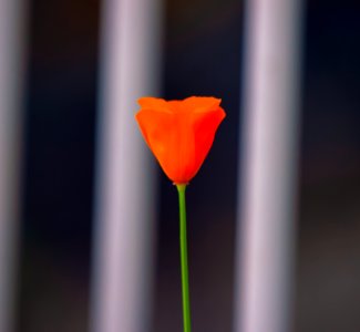 Orange Petaled Flower photo