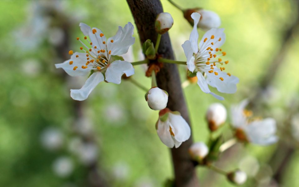 White Petaled Flowers