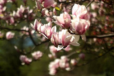 Shallow Focus Photography Of Pink Flowers photo