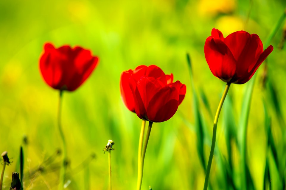 Closeup Photography Of Red Tulips