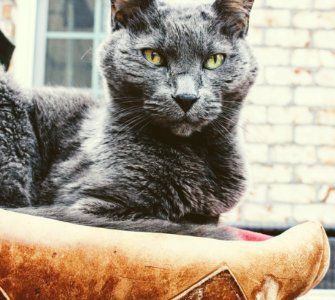 Short-fur Gray Cat photo