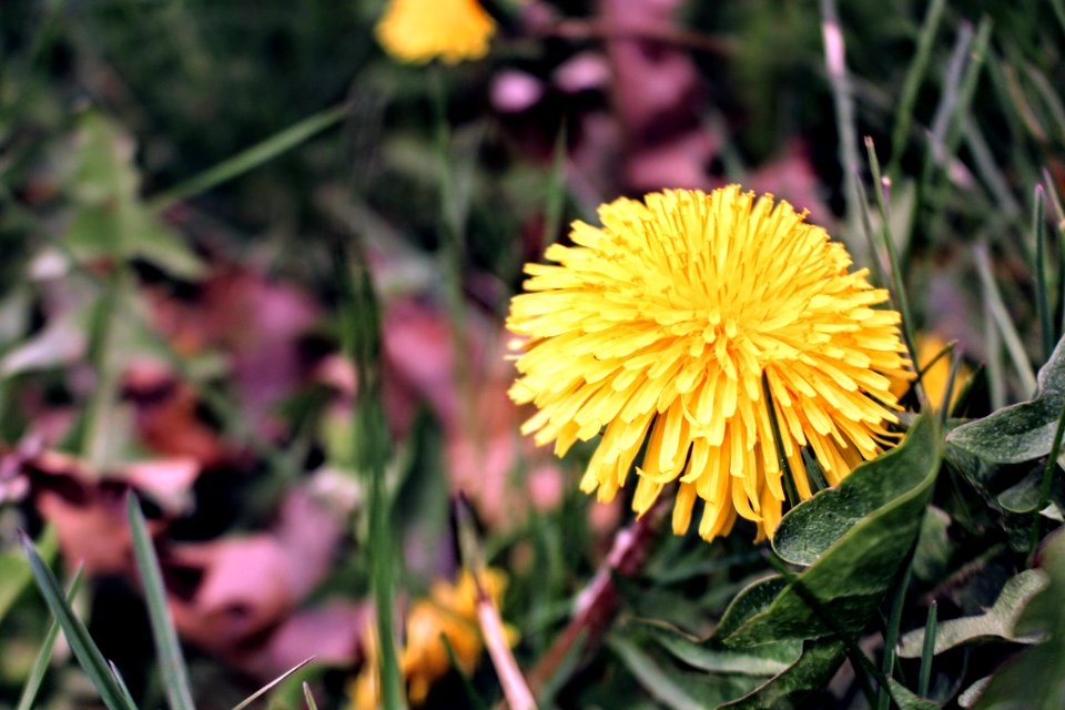 Yellow Clustered Petal Flower