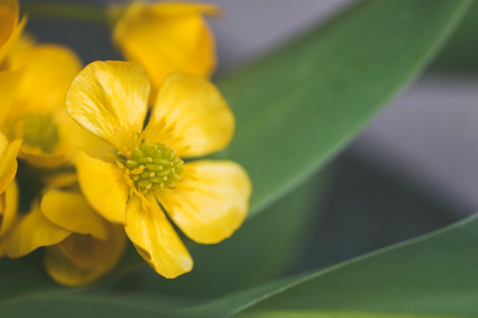 Selective Focus Photo Of Yellow Flower photo