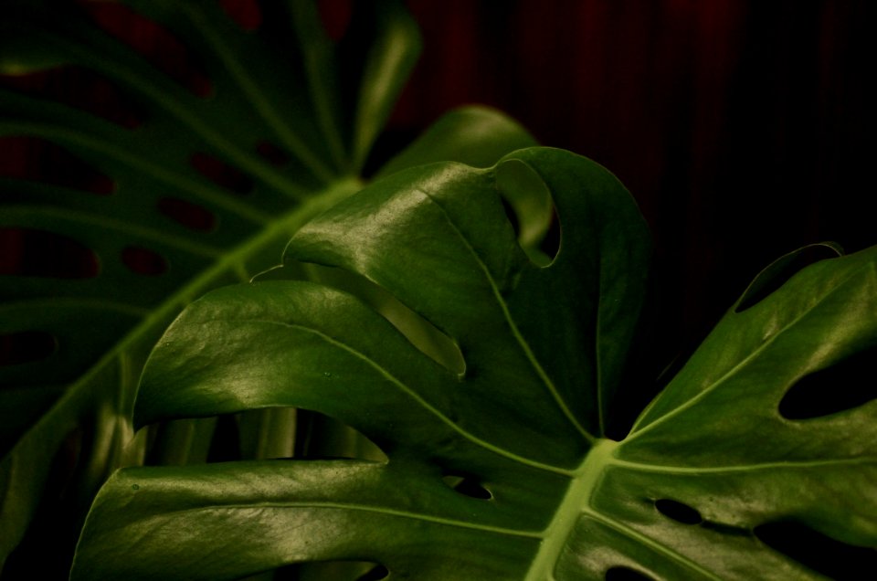 Close-UP Photography Of Leaves photo