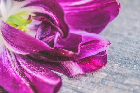 Purple And White Tulip Flower In Closeup Photo photo
