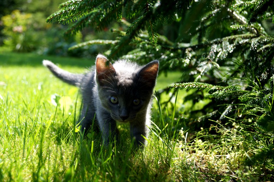 Short-fur Short Kitten