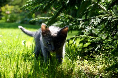 Short-fur Short Kitten