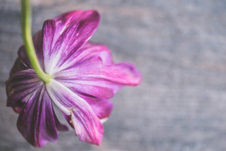 Selective Focus Photography Of Purple Petaled Flowers photo
