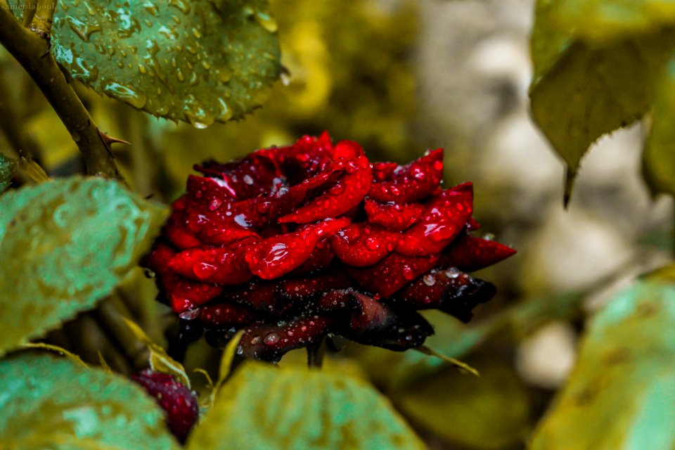 Close-Up Photography Of Red Rose
