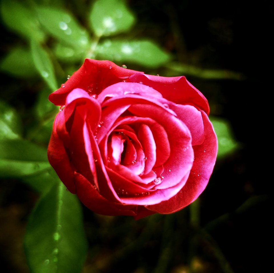 Macro Shot Red Rose