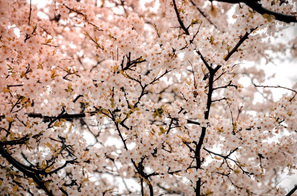 Photography Of Cherry Blossom