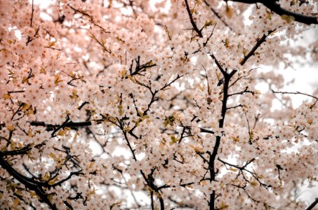Photography Of Cherry Blossom photo