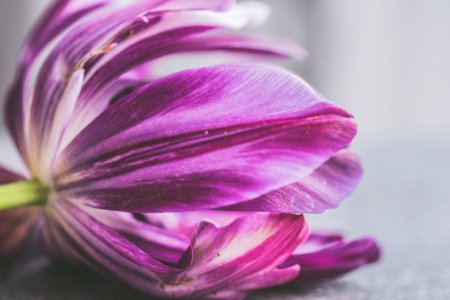 Tilt Shift Photo Of Purple Flower