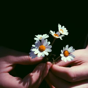 Close-Up Photography Of Person Holding Chamomile Flowers photo