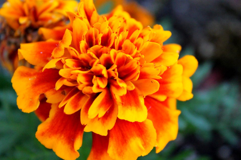 Close-Up Photography Of Marigold Flower