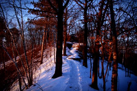 Bare Trees Under Blue Sky photo