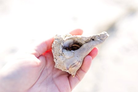 Close-Up Photography Of A Person Holding Shell photo