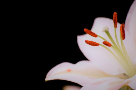 White Lily Flower photo
