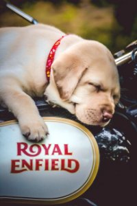 Yellow Labrador Retriever Puppy On Black And White Motorcycle photo