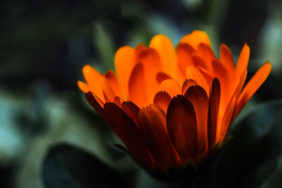 Close-Up Photography Of Orange Flower