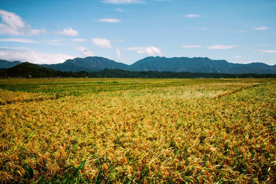 Green Grass Field At Daytime photo