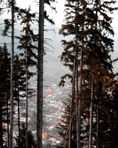 Green Leafed Trees