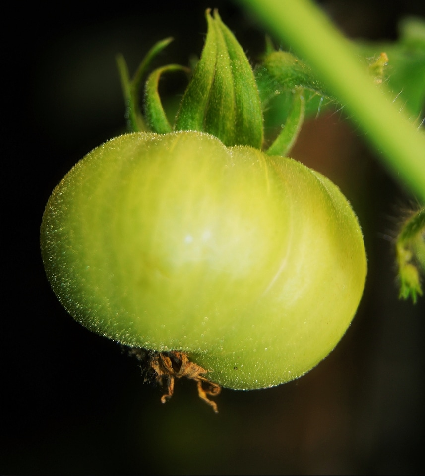 Garden fresh healthy
