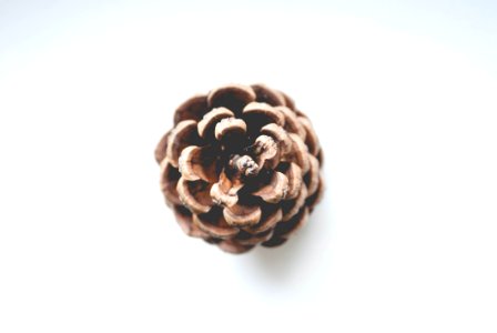 Shallow Focus Photography Of Brown Conifer Cone photo