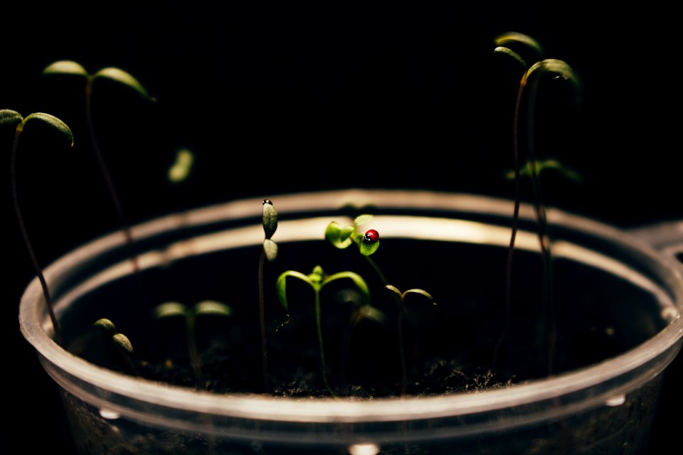 Green Plant On Clear Cup