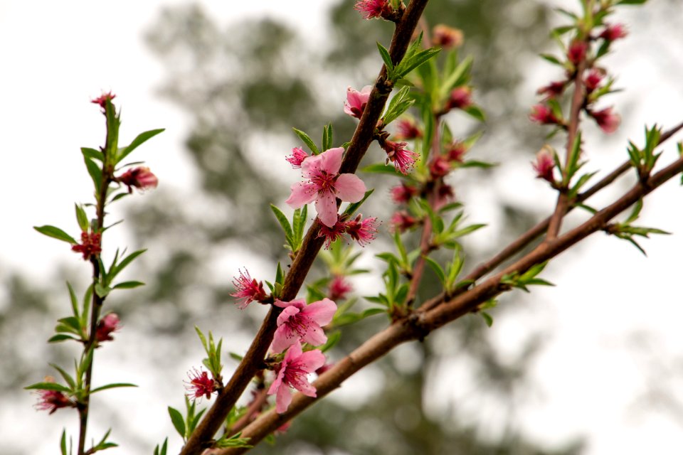 Shallow Focus Of Pink Flowers