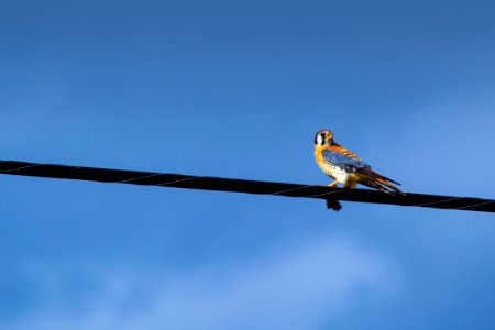 Blue And Orange Bird On Cord
