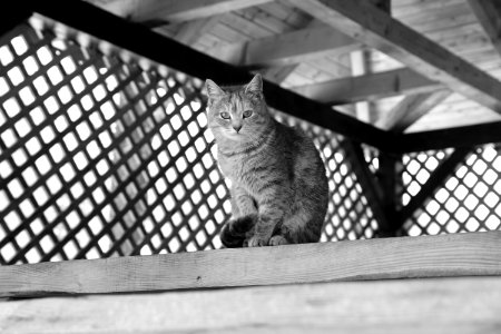 Grayscale Photography Of Cat Sitting On Top Of Wooden Panel photo