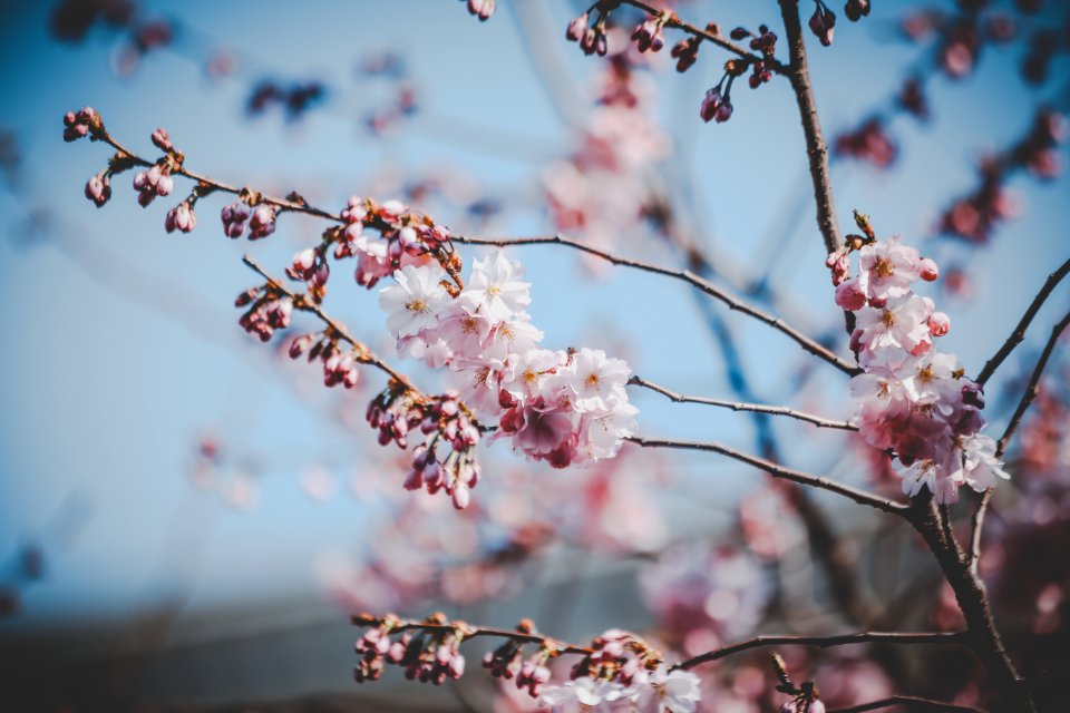 White And Pink Flowers