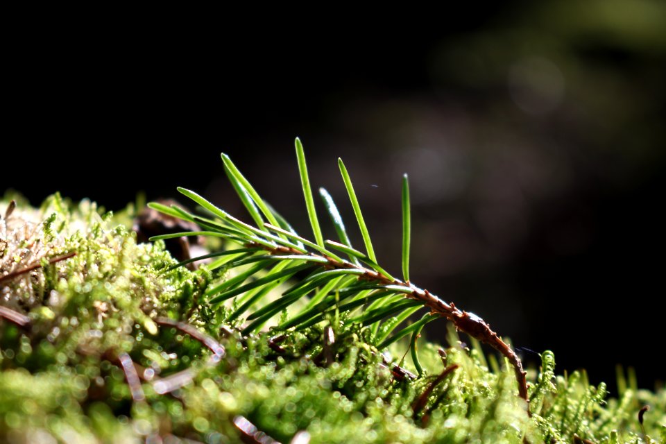 Selective Focus Photography Of Plant