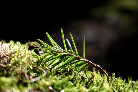 Selective Focus Photography Of Plant
