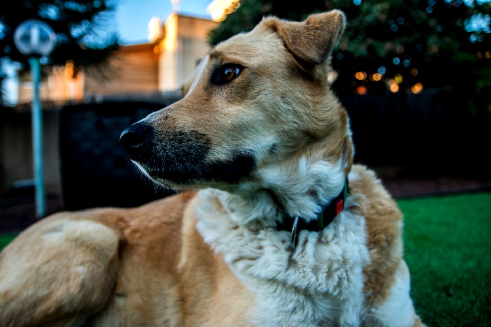 Close Up Photo Of Tan And White Dog
